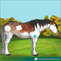 Horse Color:Brown Sabino Splash Rabicano 