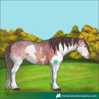 Horse Color:Bay Sabino Splash Appaloosa 