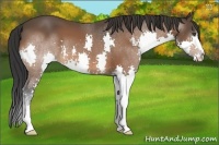 Horse Color:Bay Splash 