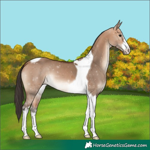 Horse Color:White Spotted Bay Dun Tobiano 