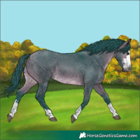 Horse Color:Gray Watercolor Brown Dun