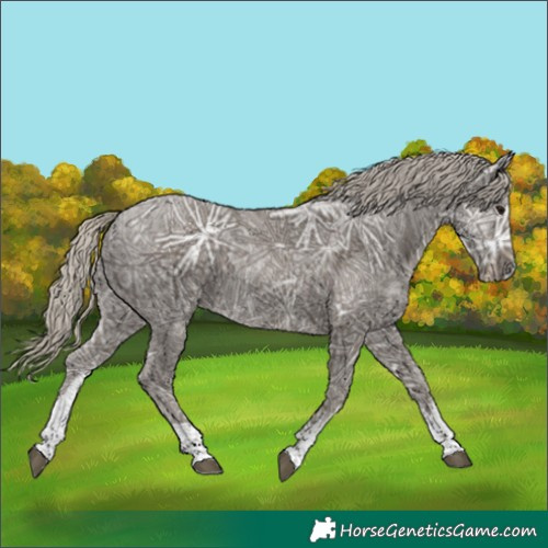Horse Color:White Spotted Silver Smoky Black Ice 