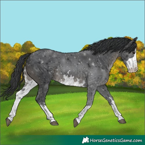 Horse Color:White Spotted Black