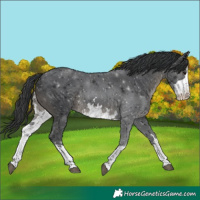 Horse Color:White Spotted Black 