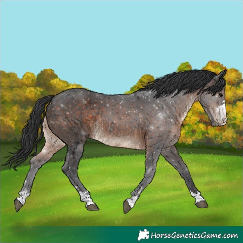 Horse Color:Brown 