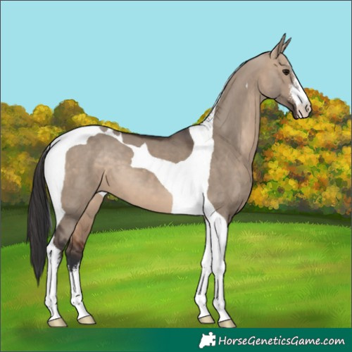 Horse Color:White Spotted Brown Dun Tobiano 