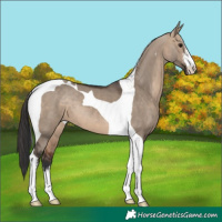Horse Color:White Spotted Brown Dun Tobiano 