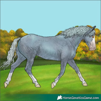 Horse Color:Gray Watercolor Silver Classic Champagne 