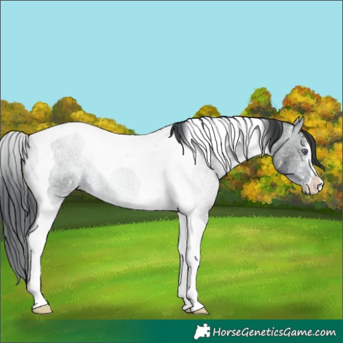 Horse Color:Brown Chinchilla Ice Tobiano 