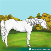 Horse Color:Silver Brown Chinchilla Ice Splash Tobiano Appaloosa 
