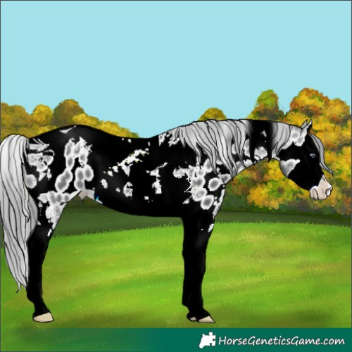 Horse Color:Brown Chinchilla Ice Splash Tobiano Appaloosa 
