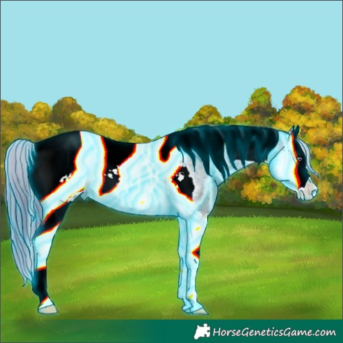 Horse Color:Thunderstruck Brown Chinchilla Ice Splash Tobiano Appaloosa 