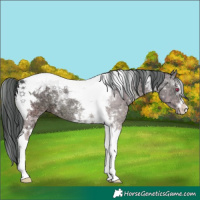 Horse Color:Brown Chinchilla Ice Tobiano