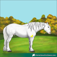 Horse Color:Silver Brown Dun Sabino Appaloosa Rabicano