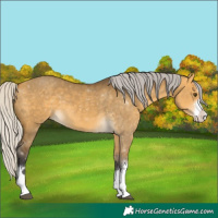 Horse Color:Silver Buckskin Dun 