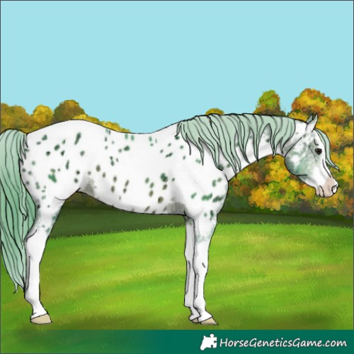 Horse Color:Watercolor Brown Ice Splash Appaloosa 