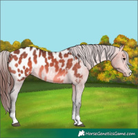 Horse Color:Bay Dun Appaloosa 