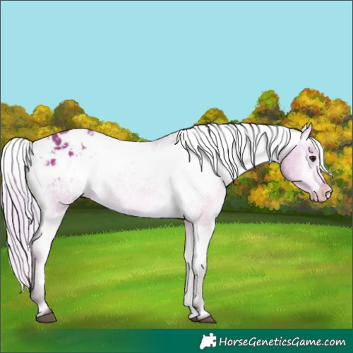Horse Color:White Spotted Silver Brown Dun Varnish 