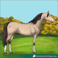 Horse Color:Bay Dun 