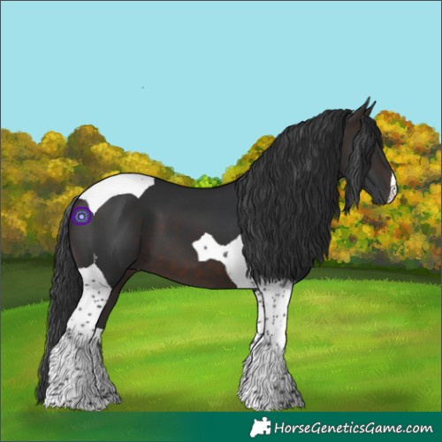 Horse Color:Brown Tobiano