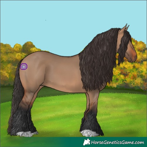 Horse Color:Bay Dun 