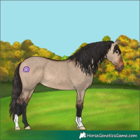 Horse Color:Bay Dun 