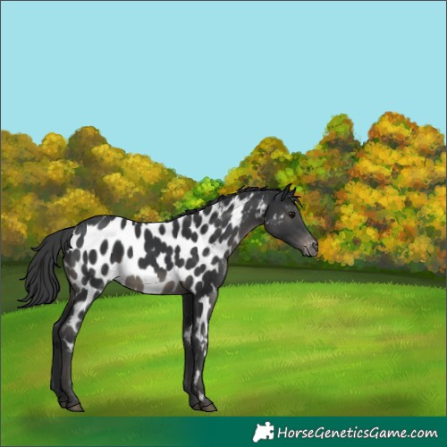 Horse Color:Black Appaloosa 