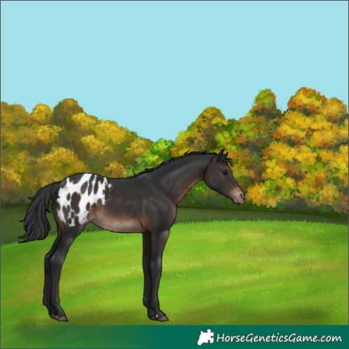 Horse Color:Brown Appaloosa 