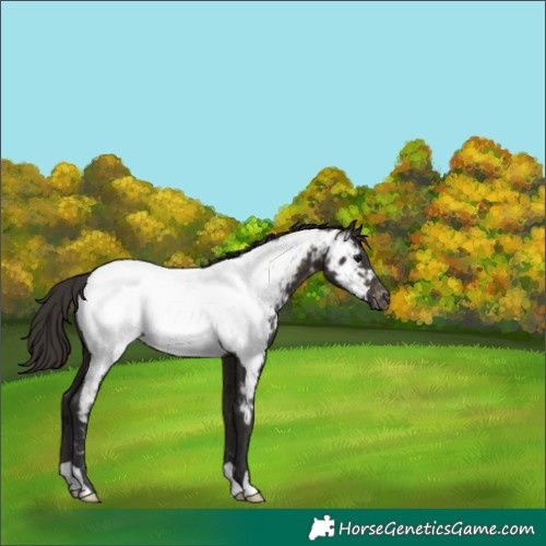 Horse Color:Buckskin Appaloosa 