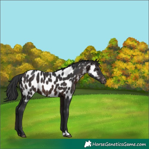 Horse Color:Brown Appaloosa