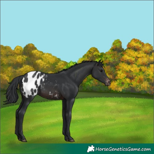 Horse Color:Brown Appaloosa 