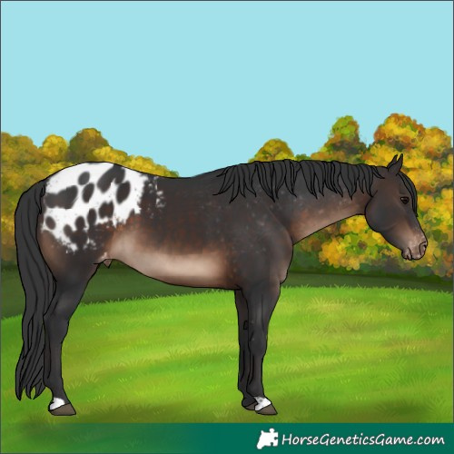 Horse Color:Brown Appaloosa 