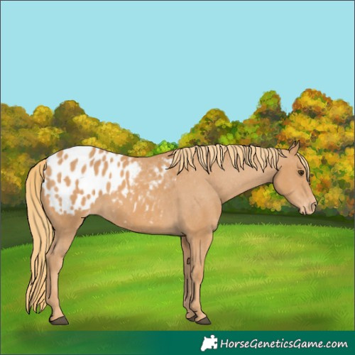 Horse Color:Chestnut Appaloosa 