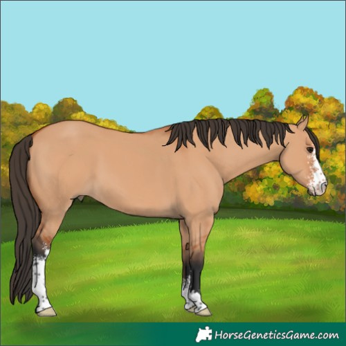 Horse Color:Bay Dun Sabino 
