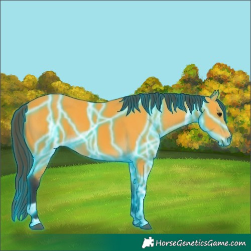 Horse Color:Thunderstruck Buckskin