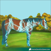 Horse Color:Thunderstruck Bay 