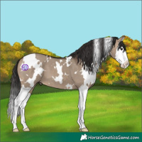 Horse Color:White Spotted Brown Dun Splash 