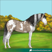 Horse Color:White Spotted Brown Dun Splash