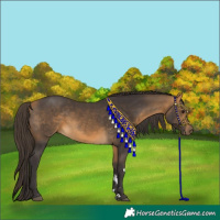 Horse Color:Buckskin 