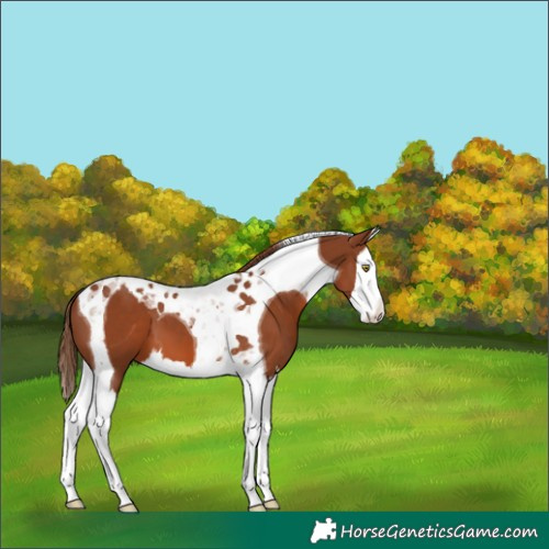 Horse Color:Chestnut Splash Tobiano 
