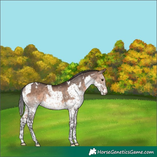 Horse Color:White Spotted Brown Dun Splash Tobiano 