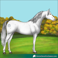 Horse Color:Brown Sabino 