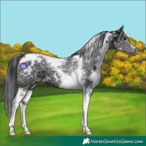 Horse Color:White Spotted Midnight Brown Tobiano 