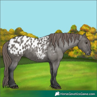 Horse Color:Grullo Appaloosa 