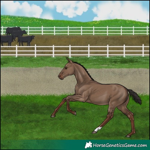 Horse Color:Liver Red Dun 