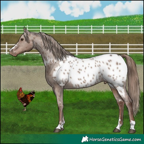 Horse Color:Liver Red Dun Appaloosa 
