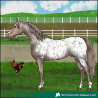 Horse Color:Liver Red Dun Appaloosa