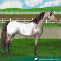 Horse Color:Bay Dun Mushroom Snowcap 