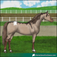 Horse Color:Liver Red Dun Appaloosa 