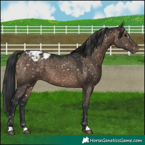 Horse Color:Brown Dun Snowcap 